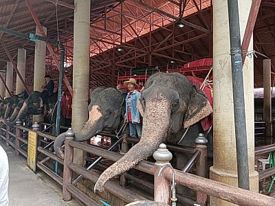By Elephant